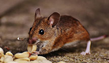24 Hour & Emergency Exterminators in Bryson City, NC